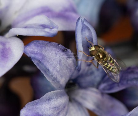Hover fly on a pale blue hyacinth flower. High quality photo