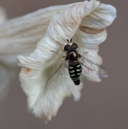 Hover fly on a dying white lily. High quality photo