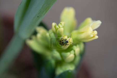 Spotted cucumber beetle crawling on yellow hyacinth flower. High quality photo