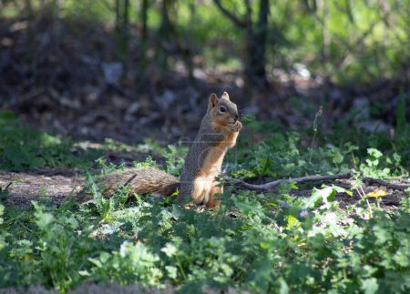 Fuchs-Eichhörnchen sitzt auf und frisst Nüsse in der Sonne. Hintergrund ist dunkler Schatten. Hochwertiges Foto
