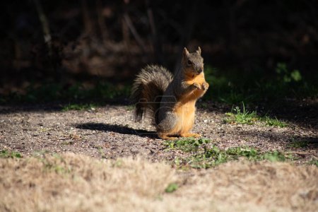 Fuchs-Eichhörnchen sitzt auf und frisst Nüsse in der Sonne. Hintergrund ist dunkler Schatten. Hochwertiges Foto