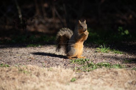 Fox squirrel sitting up and eating nuts in sunshine. Background is dark shadow. High quality photo
