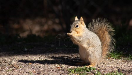 Pequeña ardilla zorra sentada y comiendo nueces bajo un sol brillante. Foto de alta calidad