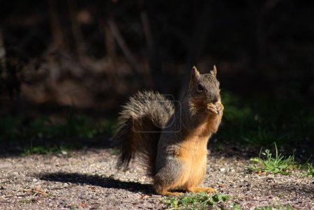 Small fox squirrel sitting up and eating nuts in bright sunshine. High quality photo