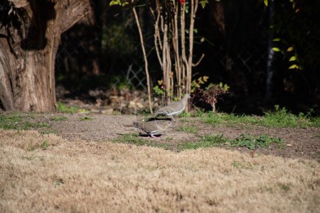 Tourterelles endeuillées se nourrissant sur le terrain dans le centre du Texas. Photo de haute qualité