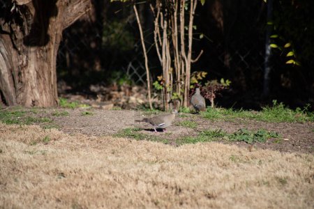 Palomas de luto alimentándose en el suelo en el centro de Texas. Foto de alta calidad