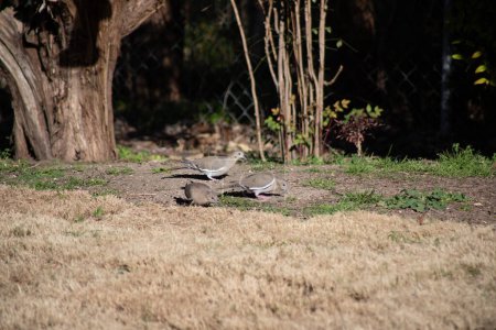 Palomas de luto alimentándose en el suelo en el centro de Texas. Foto de alta calidad