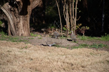 Mourning doves feeding on the ground in central Texas. High quality photo