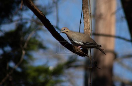 Mourning dove perched on a large grapevine in central Texas. High quality photo