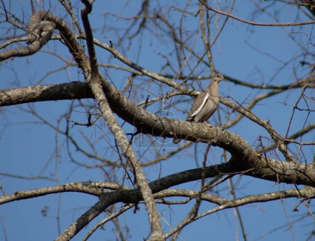 Tourterelle triste perchée sur une branche d'arbre dans le centre du Texas. Photo de haute qualité