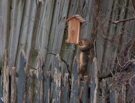 Le renversement acrobatique renard écureuil scitrus niger entrer dans une mangeoire d'oiseaux. Photo de haute qualité