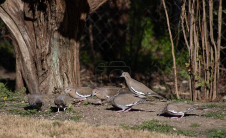 Trauernde Tauben auf dem Boden im Zentrum von Texas. Hochwertiges Foto