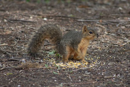 Texas-Fuchs-Eichhörnchen frisst Mais auf dem Boden. Hochwertiges Foto