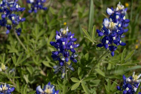 Close up of Texas Bluebonnets in a field. High quality photo