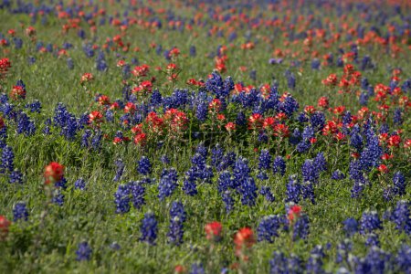 Ein Feld von Texas Bluebonnets an einem windigen Tag. Hochwertiges Foto