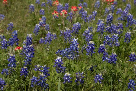 Ein Feld von Texas Bluebonnets an einem windigen Tag. Hochwertiges Foto
