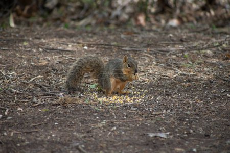 Texas fox squirrel eating corn on the ground. High quality photo