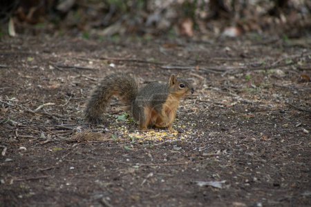 Texas fox squirrel eating corn on the ground. High quality photo