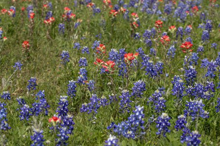 A field of Texas Bluebonnets on a windy day. High quality photo