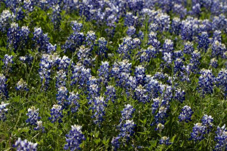 A field of Texas Bluebonnets on a windy day. High quality photo