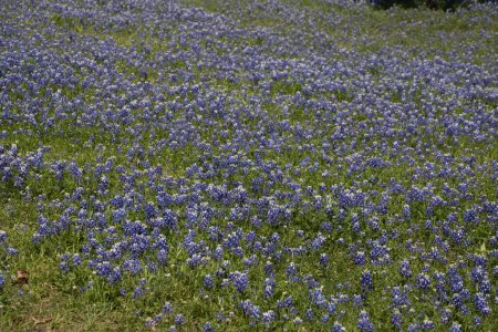 Un champ de Texas Bluebonnets par une journée venteuse. Photo de haute qualité