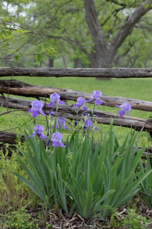 Blur Iris against a wood rail fence with grass and trees. High quality photo