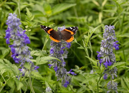 Papillon monarque sur un buisson bleu de sauge de tasse de farine. Photo de haute qualité