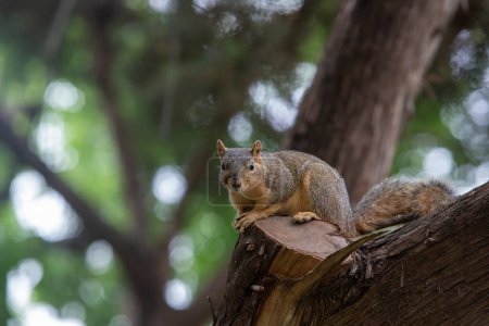 Close-up of a Texas fox squirrel sitting in a tree. High quality photo