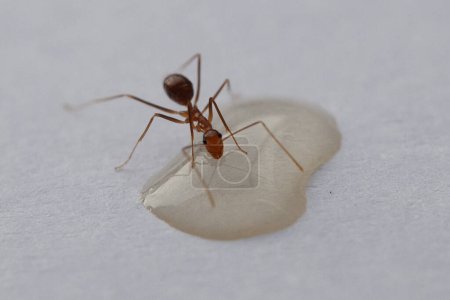 Hormigas y pulgones sobre fondo blanco. Macro foto.