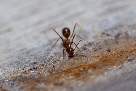 Hormigas y pulgones sobre fondo blanco. Macro foto.
