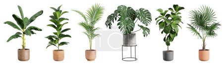 Collection of beautiful plants in ceramic pots isolated on white background. 3D rendering.