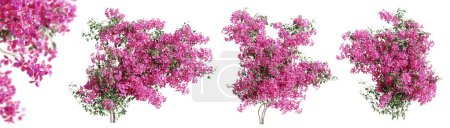Foto de Conjunto de plantas de flores de Bougainvillea, aisladas sobre fondo transparente. Renderizado 3D. - Imagen libre de derechos