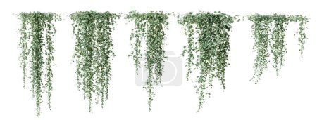 Set of Dichondra creeper plant, isolated on white background. 3D render.