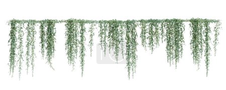 Grupo de plantas trepadoras Dichondra, aisladas sobre fondo blanco. Renderizado 3D.