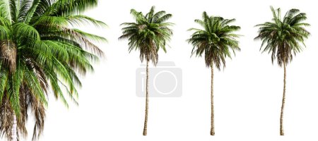 Photo for Quindio wax palm trees isolated on transparent background and selective focus close-up. 3D render. - Royalty Free Image