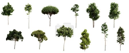 Photo for Set of different types of pine trees isolated on white background. 3D render. - Royalty Free Image