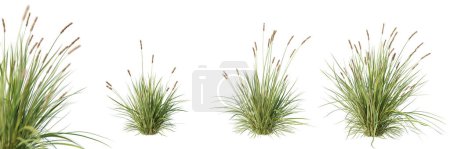 Set of carex brunnea plant with selective focus closeup, isolated on white background. 3D render. 3D illustration.