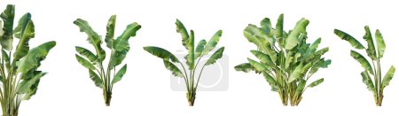 Set of musa balbisiana, wild banana plant isolated on white background with selective focus closeup. 3D render. 3D illustration.