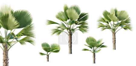 Set von pritchardia perlmanii Palme isoliert auf weißem Hintergrund mit selektiver Nahaufnahme. 3D-Renderer. 3D-Illustration.
