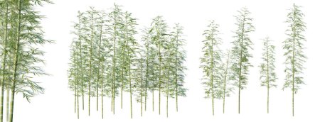 Set von Moos-Bambusbäumen mit selektivem Fokus Nahaufnahme isoliert auf weißem Hintergrund. 3D-Renderer. 3D-Illustration.