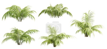 Set of chamaedorea elegans plant isolated on white background. 3D render. 3D illustration.