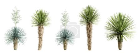 Set of yucca rostrata plant isolated on white background. 3D render. 3D illustration.