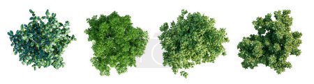 Photo for Top view of various types of bushes isolated on white background. 3D render. - Royalty Free Image
