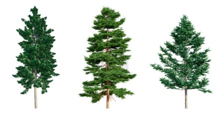 Set of coniferous trees isolated on white background. 3D render.