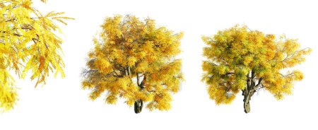 Honey Locust tree isolated on white background and selective focus close-up. 3D render.