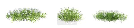 Iberis Sempervirens - candytuft plant isolated on white background. 3D render.