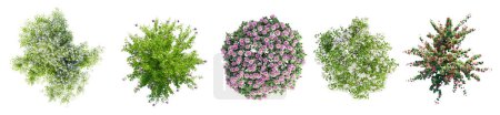 Different types of flowering garden bushes isolated on white background. Top view.  3D render.