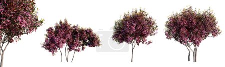 Loropetalum Chinense, chinesische Fransenblütenbäume isoliert auf weißem Hintergrund. 3D-Renderer. 3D-Illustration.