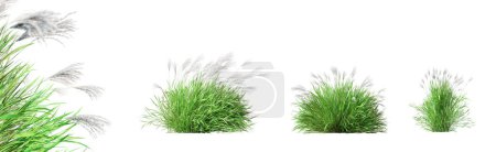 Set of Miscanthus Sinensis - Japanese silver grass isolated on white background with selective focus close-up. 3D render.