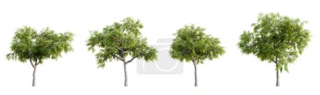 Honey Locust - mesquite tree isolated on white background. 3D render.
